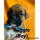 Boxer Puppies for sale in Mt Airy, GA, USA. price: $500