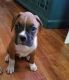 Boxer Puppies for sale in Carlsbad, NM 88220, USA. price: $300