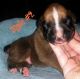 Boxer Puppies for sale in Enterprise, AL 36330, USA. price: $700