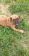 Boxer Puppies for sale in Elm Creek, NE 68836, USA. price: $500