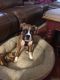 Boxer Puppies for sale in Bristol, CT 06010, USA. price: NA