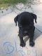 Boxer Puppies for sale in Toomsuba, MS 39364, USA. price: $600