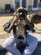 Boxer Puppies for sale in Williamstown, Monroe Township, NJ 08094, USA. price: NA