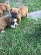 Boxer Puppies for sale in Houston, TX 77076, USA. price: NA