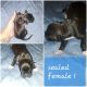 Boxer Puppies for sale in Claremore, OK, USA. price: NA