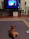 Boxer Puppies for sale in Winter Haven, FL, USA. price: $850