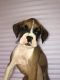 Boxer Puppies for sale in Graham, WA 98338, USA. price: NA