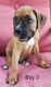 Boxer Puppies for sale in De Witt, MO 64639, USA. price: NA