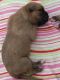 Boxer Puppies for sale in Stanley, VA 22851, USA. price: $950