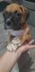 Boxer Puppies for sale in Topeka, KS, USA. price: $400