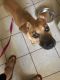 Boxer Puppies for sale in Taylors, SC, USA. price: NA