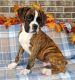 Boxer Puppies for sale in Spencerville, IN 46788, USA. price: NA
