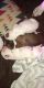 Boxer Puppies for sale in Portland, MI 48875, USA. price: NA