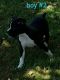 Boxer Puppies for sale in Elliott County, KY, USA. price: NA