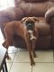 Boxer Puppies for sale in Jacksonville Beach, FL, USA. price: $700