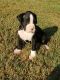Boxer Puppies for sale in Enterprise, AL 36330, USA. price: NA