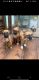 Boxer Puppies for sale in Stockbridge, GA, USA. price: $375