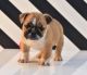 Boxer Puppies for sale in Lancaster, CA 93534, USA. price: NA