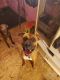 Boxer Puppies for sale in Mabank, TX, USA. price: $150