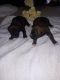 Boxer Puppies for sale in Camden, MI 49232, USA. price: $900