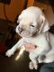 Boxer Puppies for sale in Albuquerque, NM, USA. price: NA