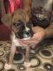 Boxer Puppies for sale in Eau Claire, WI, USA. price: NA