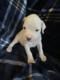 Boxer Puppies for sale in Seneca, SC, USA. price: $500