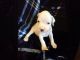 Boxer Puppies for sale in Seneca, SC, USA. price: NA