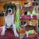 Boxer Puppies for sale in Fremont, MI, USA. price: NA