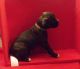 Boxer Puppies for sale in Brooklyn, MI 49230, USA. price: $1,000