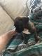 Boxer Puppies for sale in Waxahachie, TX 75165, USA. price: NA