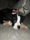 Boxer Puppies for sale in New Castle, IN 47362, USA. price: NA