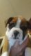 Boxer Puppies for sale in Williamstown, VT 05679, USA. price: $600