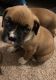 Boxer Puppies for sale in San Bernardino, CA, USA. price: NA