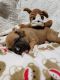 Boxer Puppies for sale in Deer Trail, CO 80105, USA. price: $1,750