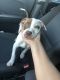 Boxer Puppies for sale in 3005 Millridge Pl, Dublin, OH 43017, USA. price: NA
