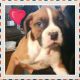 Boxer Puppies for sale in Clymer, NY 14724, USA. price: NA