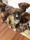 Boxer Puppies for sale in Goodyear, AZ, USA. price: $600