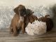 Boxer Puppies for sale in Goshen, IN, USA. price: NA