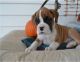 Boxer Puppies for sale in Helena, MT, USA. price: $600