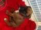 Boxer Puppies for sale in 3005 Ashwood Dr, Dunkirk, MD 20754, USA. price: NA