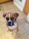 Boxer Puppies for sale in Belleville, IL, USA. price: NA