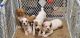 Boxer Puppies for sale in Flushing, MI 48433, USA. price: $450