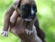 Boxer Puppies for sale in Marietta, GA, USA. price: NA