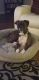 Boxer Puppies for sale in Lexington, SC, USA. price: $300