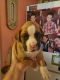 Boxer Puppies for sale in London, OH 43140, USA. price: $350