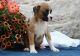 Boxer Puppies for sale in 114-34 121st St, Jamaica, NY 11420, USA. price: $550