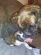 Boxer Puppies for sale in Centerville, IA 52544, USA. price: NA