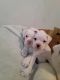 Boxer Puppies for sale in Plainwell, MI 49080, USA. price: NA