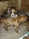 Boxer Puppies for sale in Warrens, WI 54666, USA. price: $600
